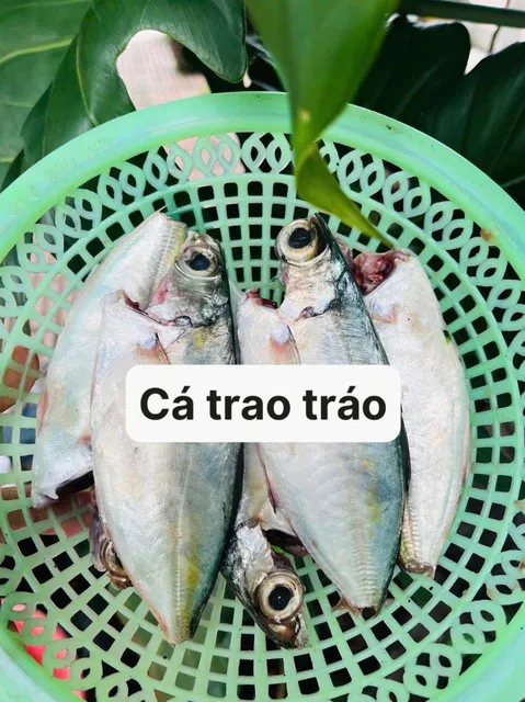 cá trao tráo 2