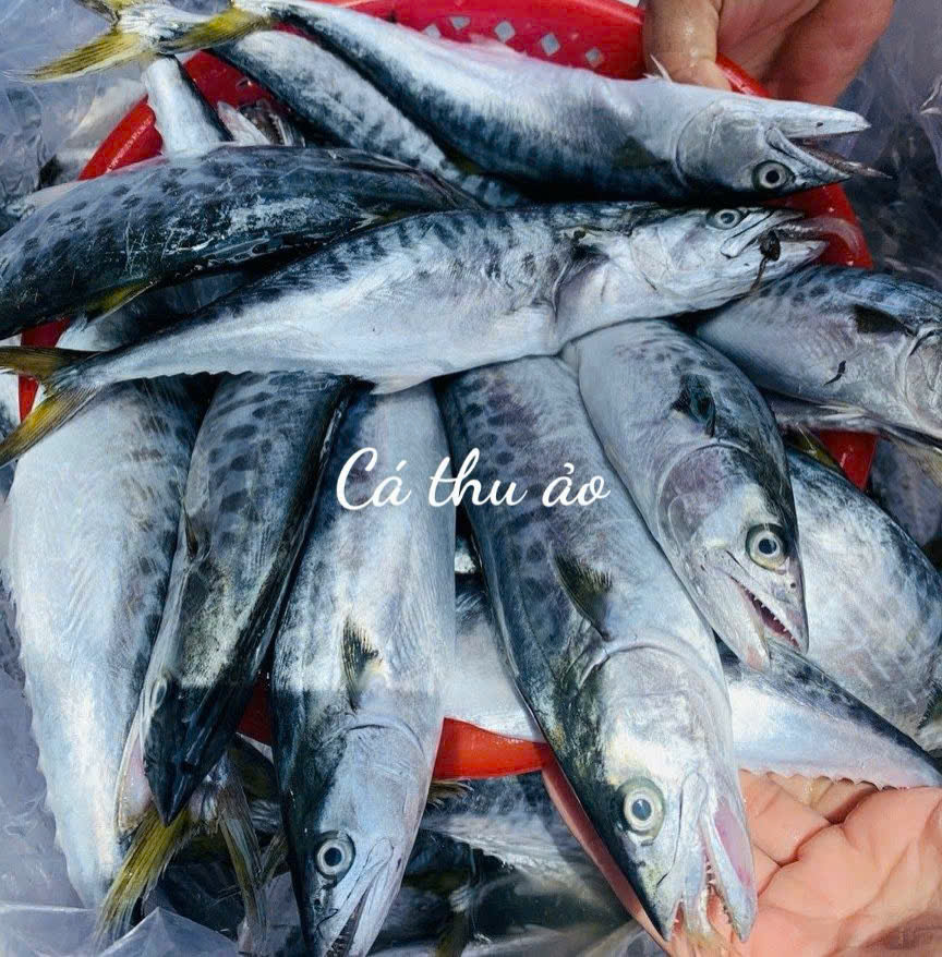 gen-n-cá thu ảo tươi