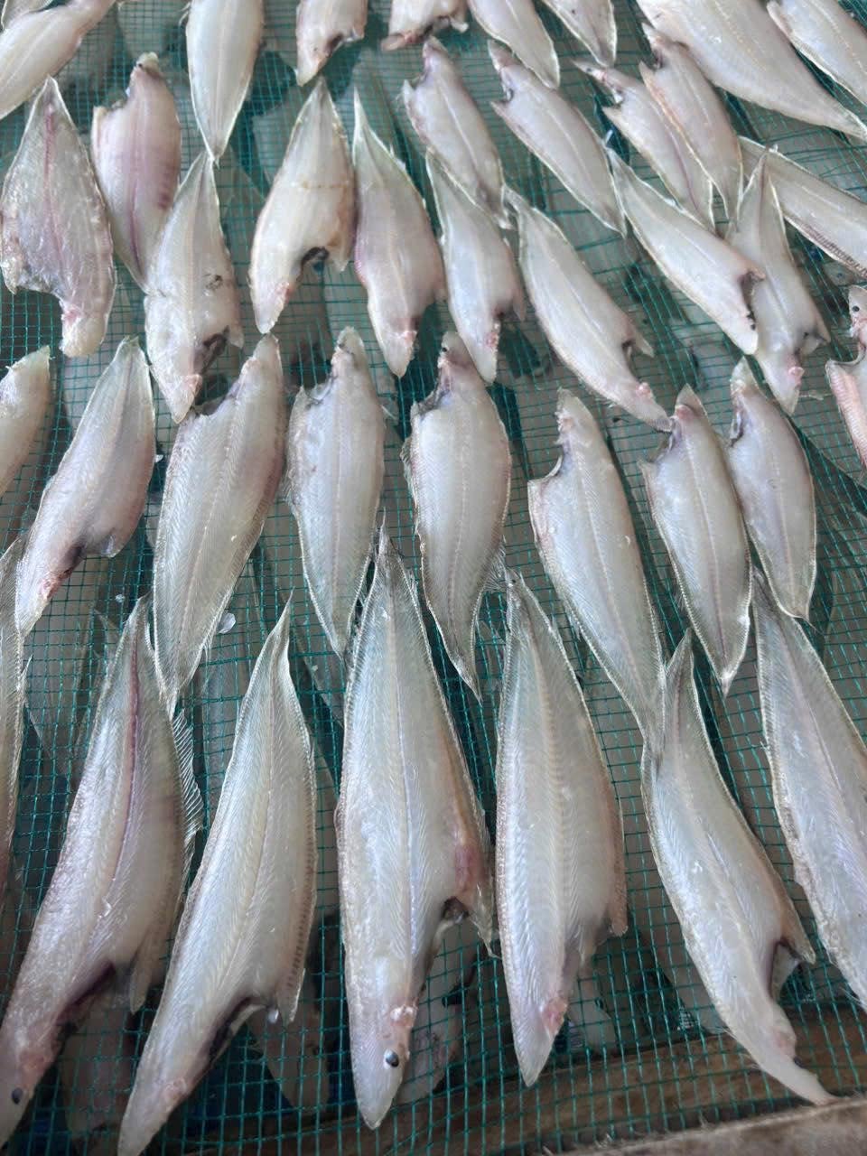 cá bơn 1 nắng